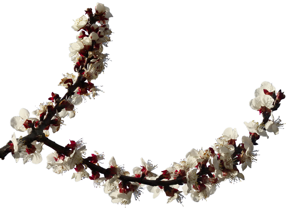 Hoa Mai, Chi Nhánh, Hoa, Mùa Xuân, Chồi, Clipping - Artificial Flower - Png Download (960x699), Png Download