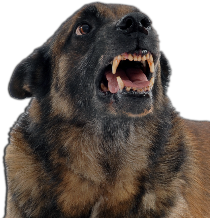 An Angry Dog - Caes E Gatos Agressivos Clipart (986x814), Png Download