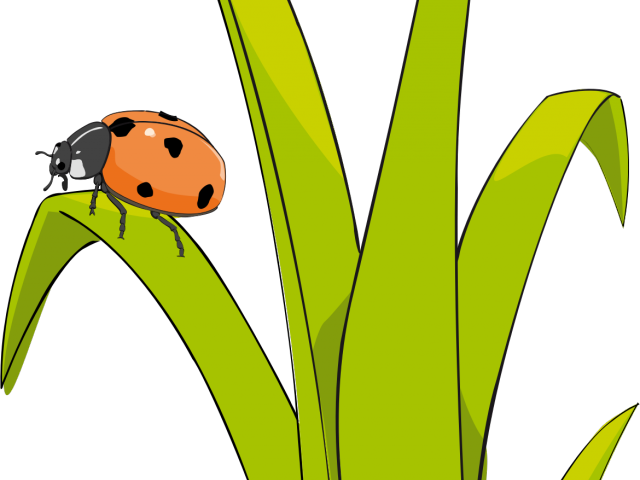 Clipart Ladybug Grass , Png Download - Un Brin D Herbe Transparent Png (640x480), Png Download
