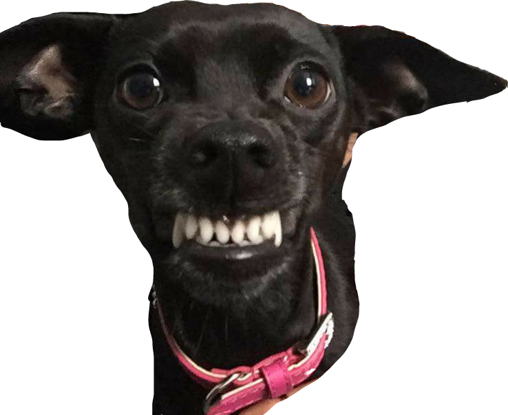 #dog #angry #life #reality - Companion Dog Clipart (738x603), Png Download