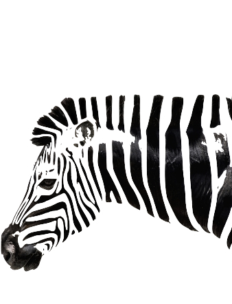 Foto Zebra Painting, Zebra Art, Zebra Drawing, Animal - Hình Vẽ Ngựa Nghệ Thuật Clipart (500x742), Png Download