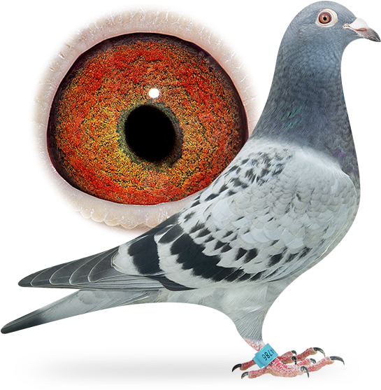 Nl16-1864786 - Breed Ring Pigeon Clipart (556x565), Png Download