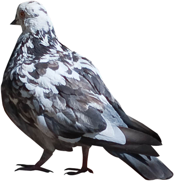 Pigeons Png Images - Stock Dove Clipart (600x626), Png Download