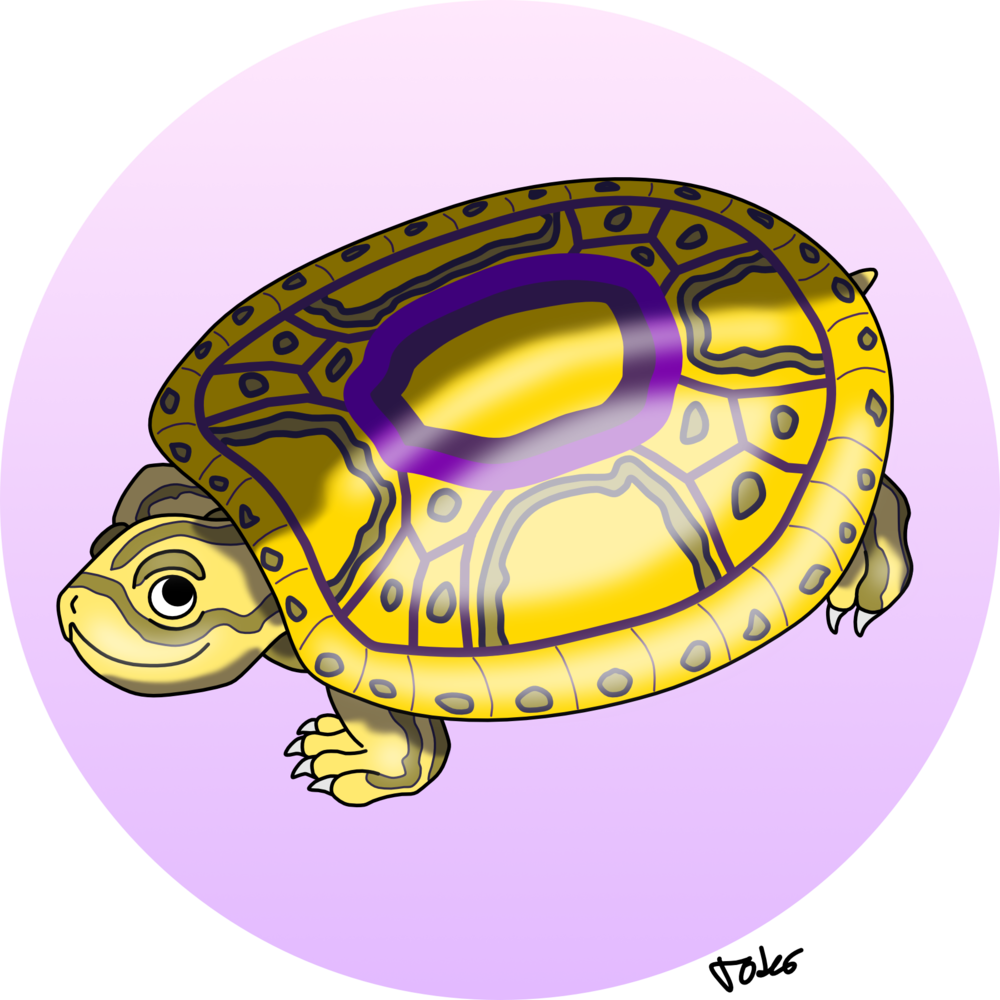 Download Transparent Png - Pond Turtle Clipart - Large Size Png Image