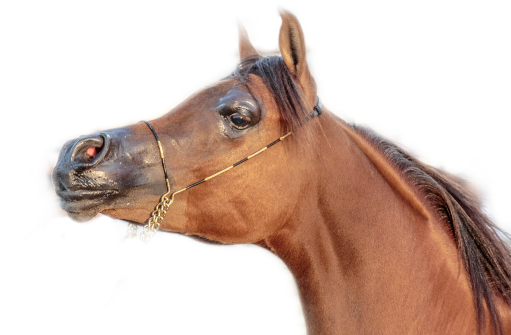 Horse Sticker - Sorrel Clipart (1024x672), Png Download