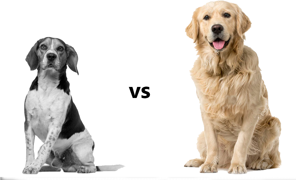 High Resolution Dog White Background Clipart (960x713), Png Download