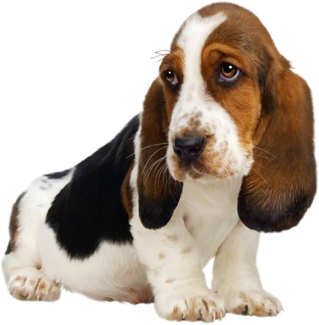 Download High Resolution - Basset Hound Puppies Clipart (866x650), Png Download