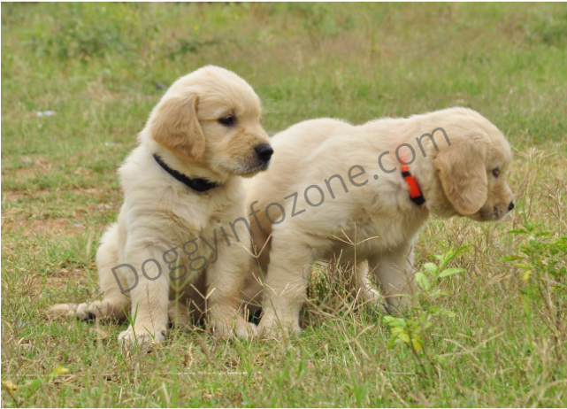 Doggy Info Zone Golden Retriever Puppy - Dog Catches Something Clipart (640x640), Png Download