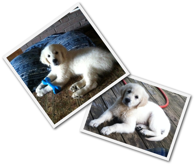 Companion Dog Clipart (661x560), Png Download