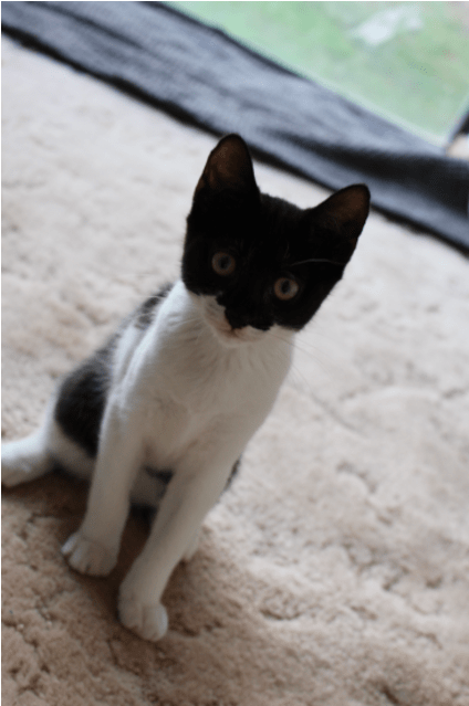 Photo Of Catwoman K0211 - Domestic Short-haired Cat Clipart (638x638), Png Download