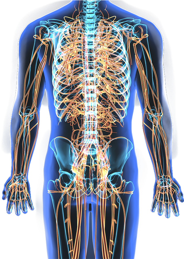 Nervous System - Human Nervous System Transparent Clipart (648x900), Png Download