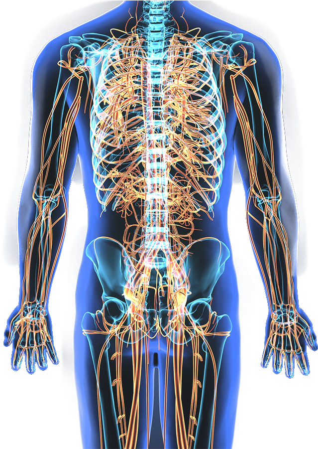 Download Nervous System - Human Nervous System Transparent Clipart Png