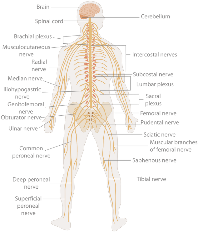 The Peripheral Nervous System Is Constituted By The - Nervous System Clipart (640x752), Png Download