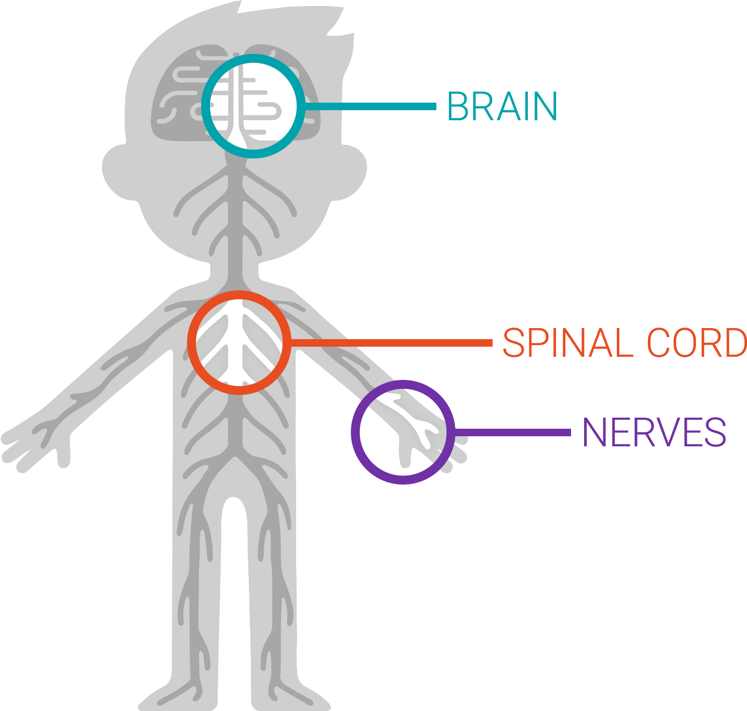Download The Nervous System - Graphic Design Clipart Png Download - PikPng