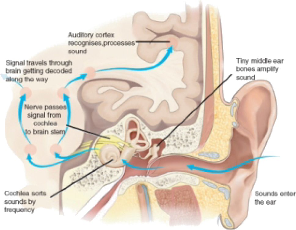 Ear Mechanics Clipart (1017x803), Png Download