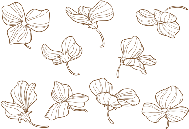 Flores Desenhadas À Mão De Ervilhas - Hand Drawn Sweet Pea Flower Clipart (700x490), Png Download