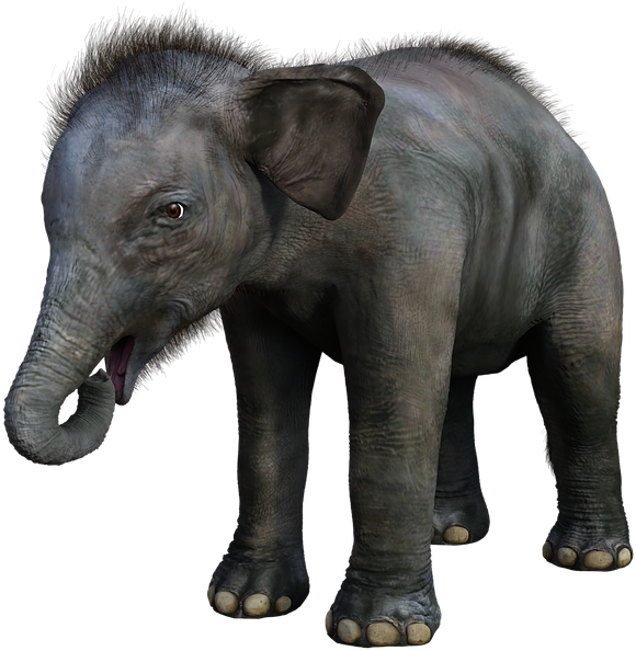 Elefante, Bebé, Joven, Safari, Animales, Mamíferos - Indian Elephant Clipart (720x720), Png Download