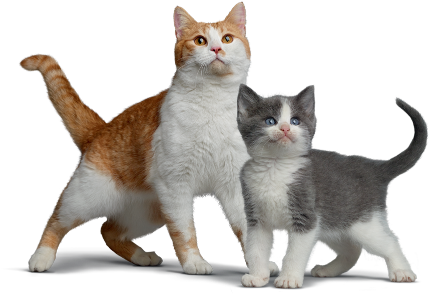 La Médica Veterinaria De Nestlé Purina Explica Que - Gatos En Png Clipart (1181x653), Png Download