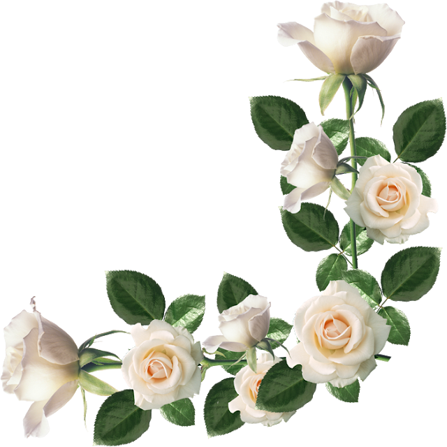 Rosas Diversas Png - Marco De Rosas Blancas Clipart (640x640), Png Download
