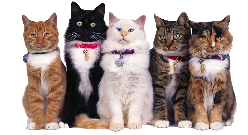 Camas, Alimentos Y Accesorios - Gatos Razas Niños Clipart (1366x442), Png Download