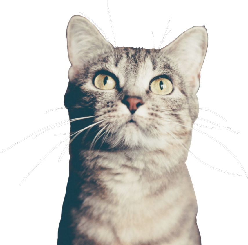 Cat Chat Gatos Cutout Overlay Whiskers * Recolored - Cat Sitter Clipart (1024x1002), Png Download
