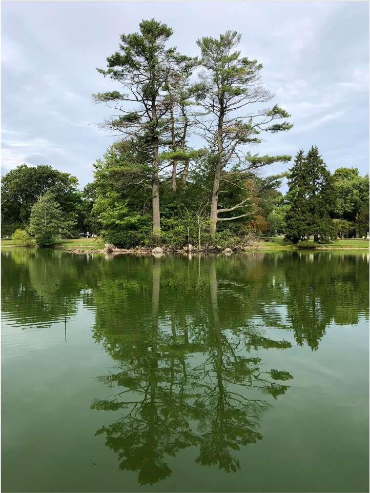 #background #scenery #trees #pond #water #reflection - Reflection Clipart (1024x1024), Png Download