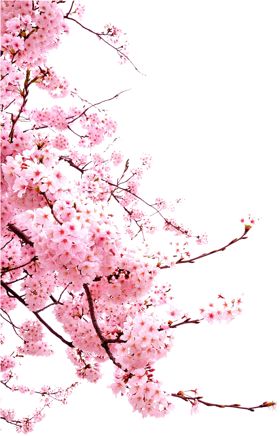 Bunga-png - Japanese Cherry Blossom Png Clipart (658x991), Png Download