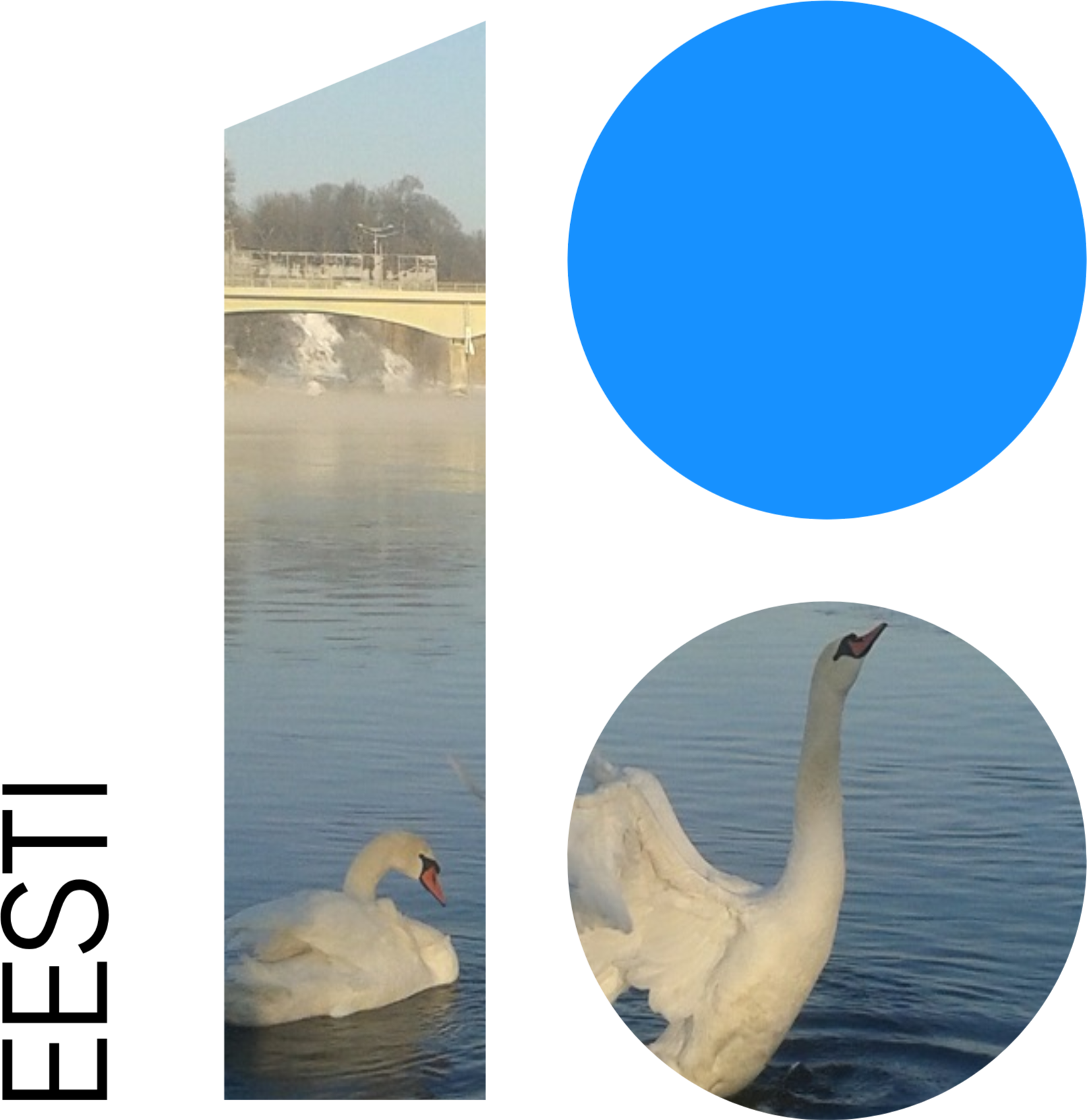 Download - Swan Clipart (1649x1700), Png Download