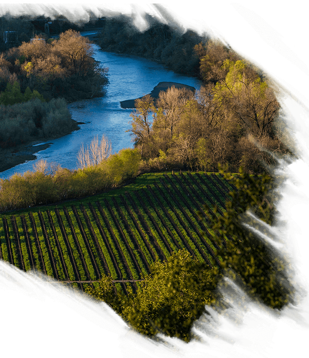 Our Land - Tree Clipart (621x720), Png Download