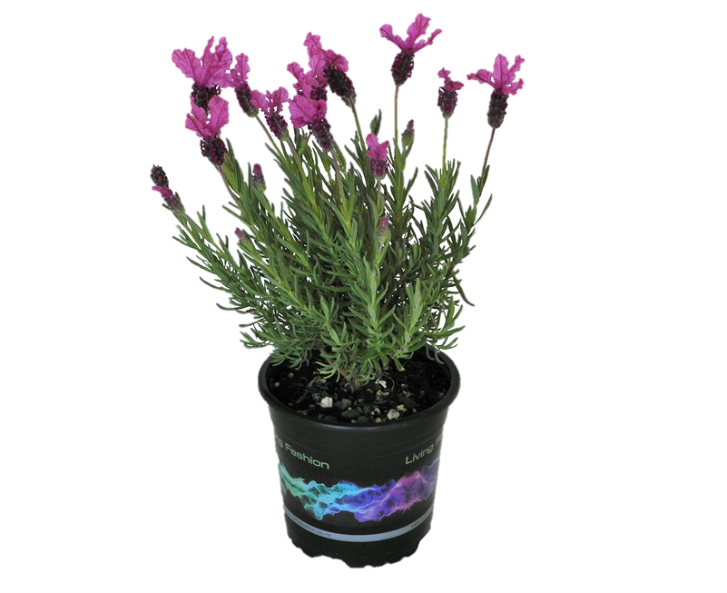 5l The Princess Lavender - Flowerpot Clipart (800x800), Png Download
