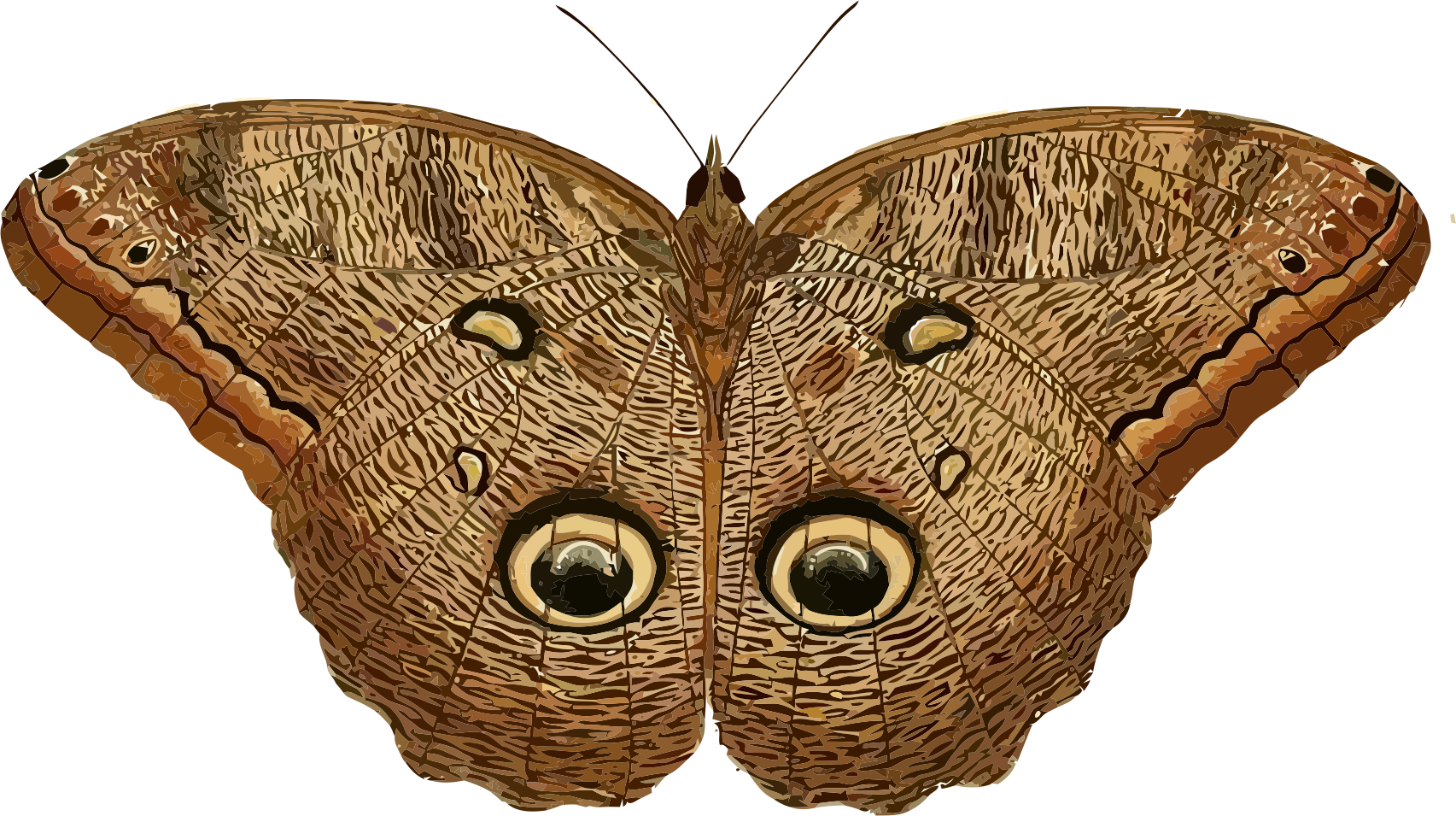 This Free Icons Png Design Of Caligo Eurilochus - Owl Butterfly Clipart Transparent Png (1705x955), Png Download