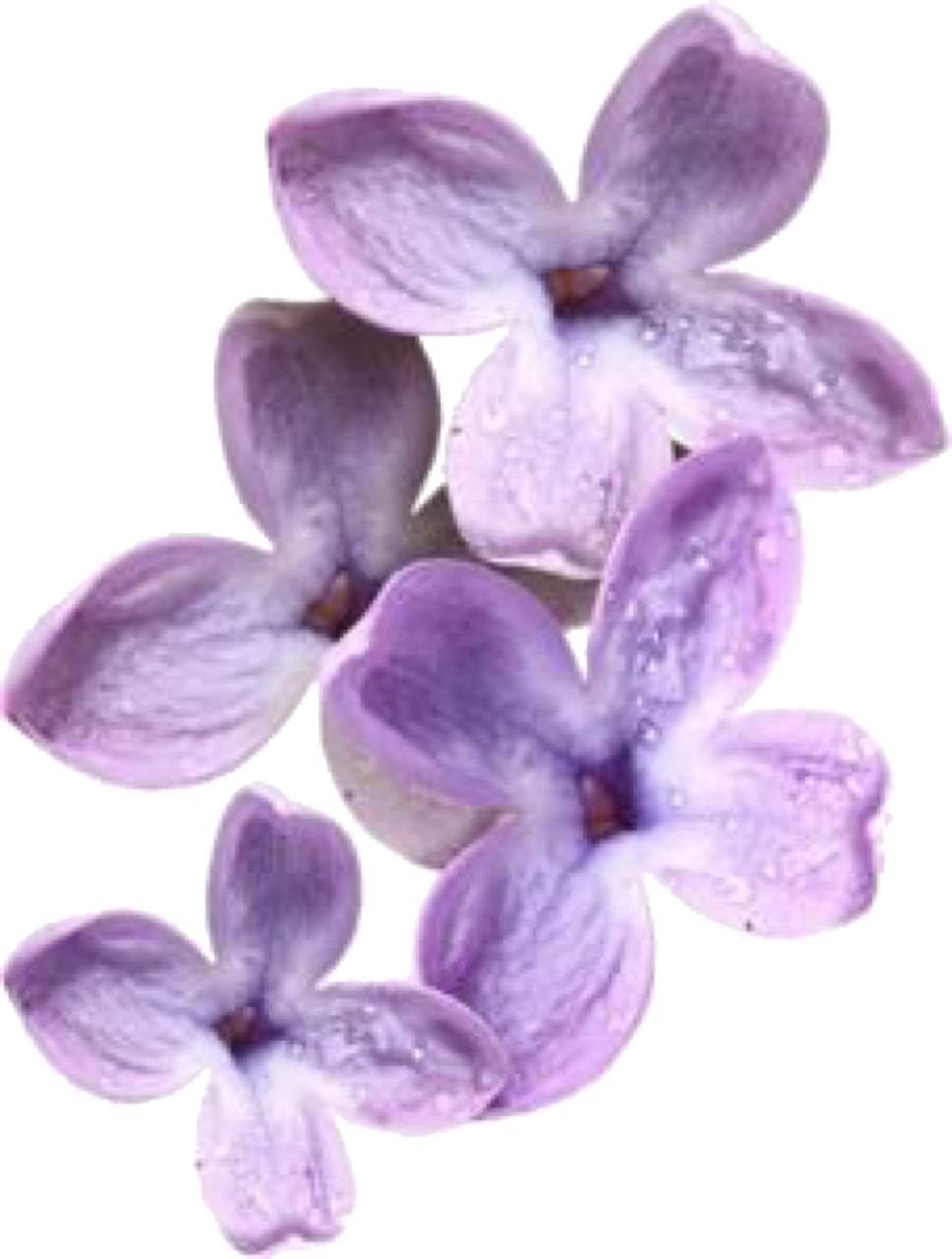 #lavender #moodboard #moodboards #png #filler #flowers - Boohoo Clipart (968x1280), Png Download