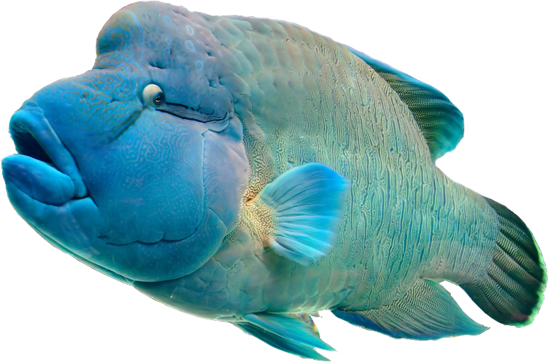 The Aquarium - Humphead Png Clipart (942x595), Png Download