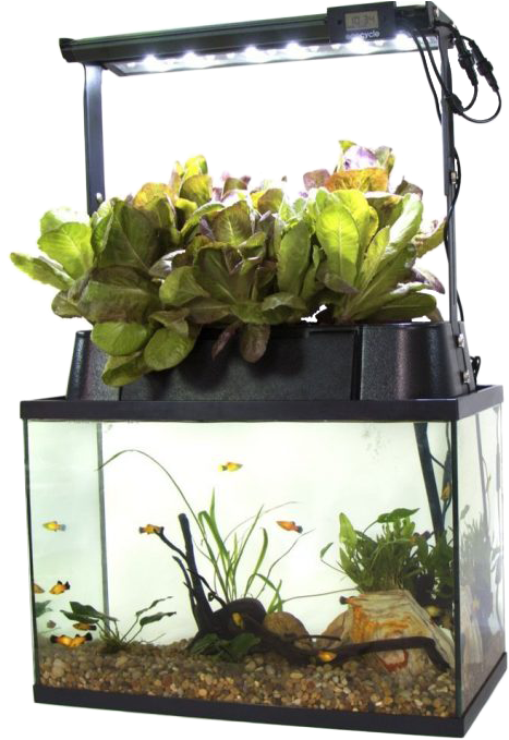 Self Cleaning Fish Tank - Aquaponics Kit Clipart (510x710), Png Download