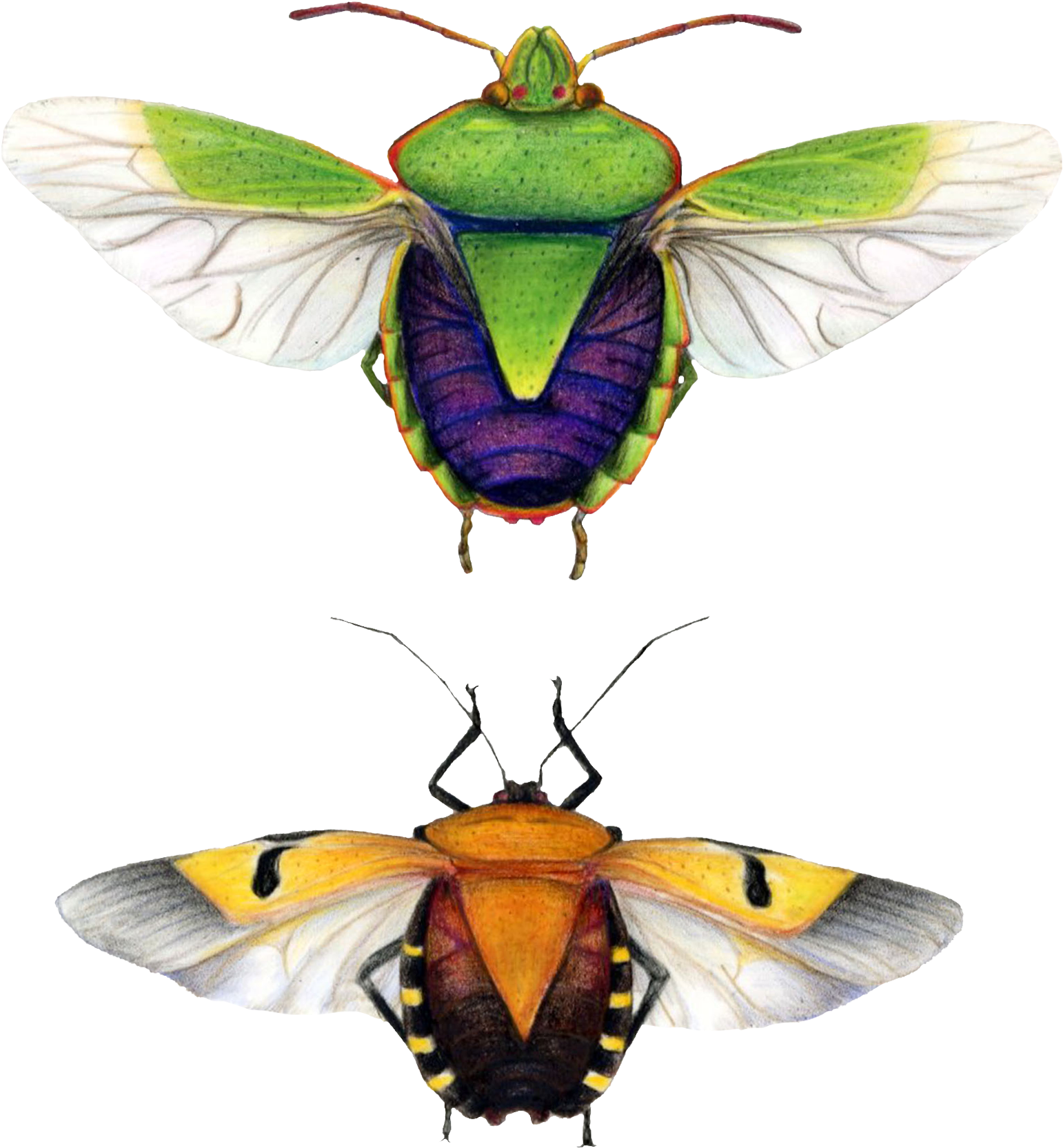 Brush-footed Butterfly Clipart (1800x1800), Png Download