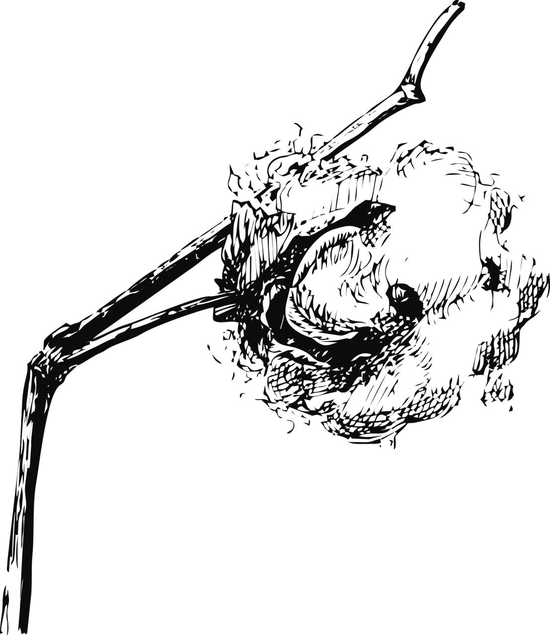 Cotton,cotton Vector Graphics - Cotton Plant Black Png Clipart (1107x1280), Png Download