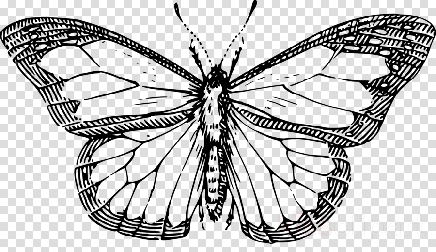 Butterfly Outline Clipart Butterfly Clip Art - Monarch Butterfly Black And White Clipart - Png Download (900x520), Png Download