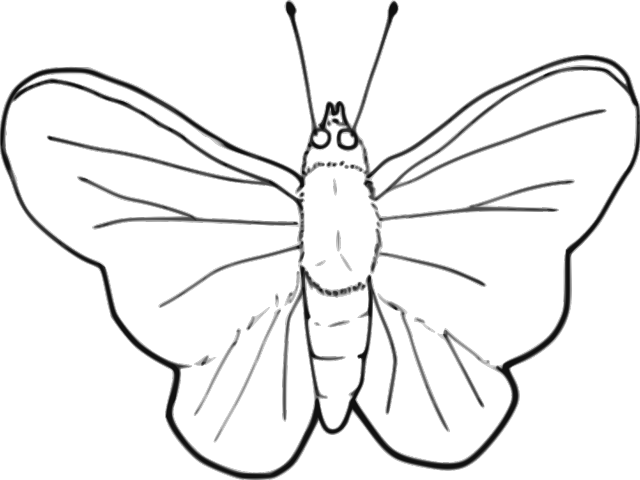 Butterfly Outline Clipart - Clip Art Insects Black And White - Png Download (640x480), Png Download