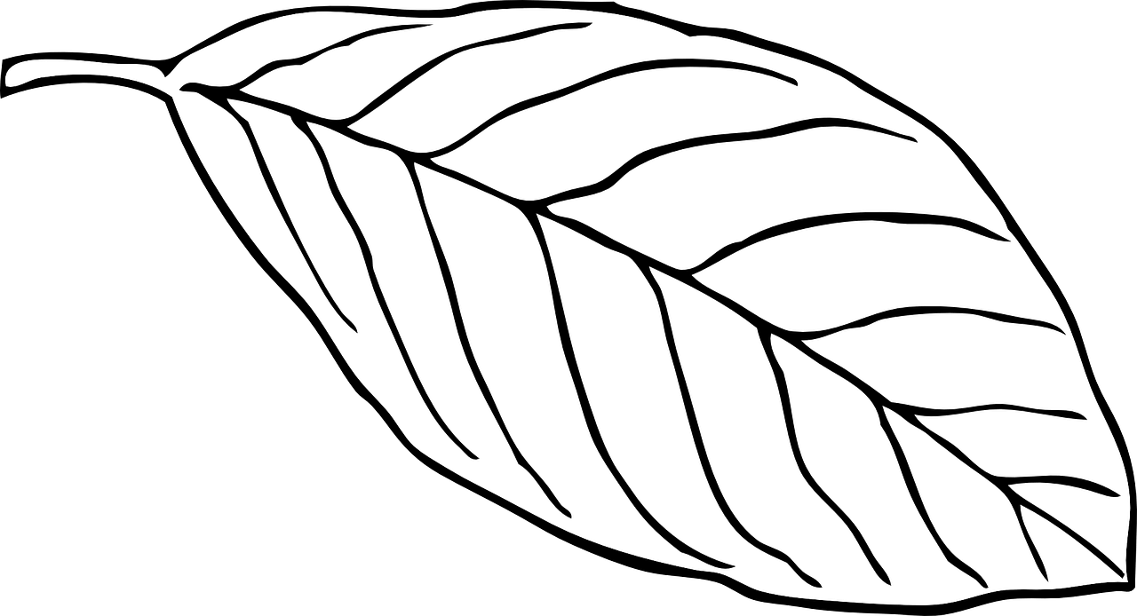 Outline Of A Butterfly 15, Buy Clip Art - Png Download (1280x694), Png Download