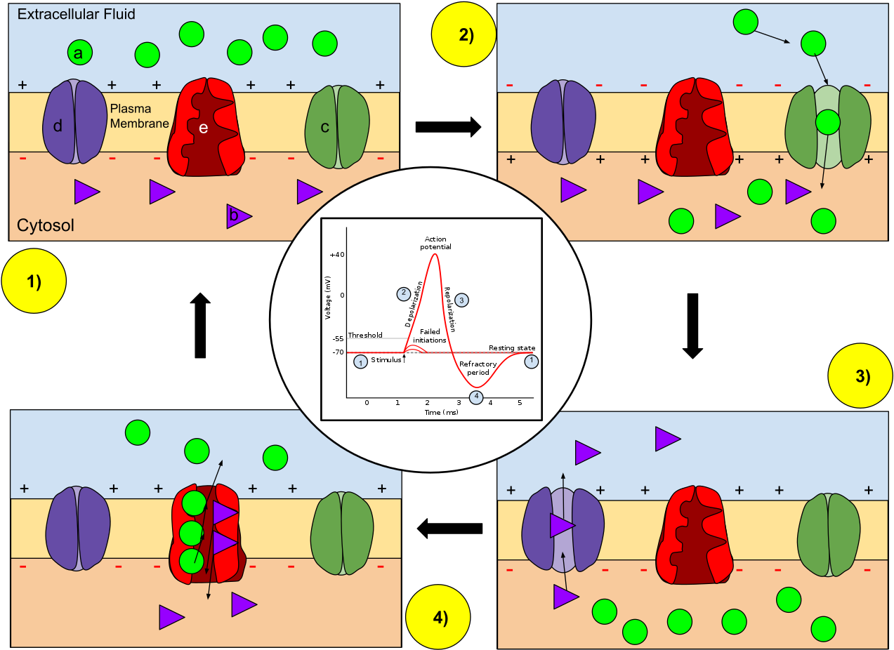 Membrane Permeability Of A Neuron During An Action - Action Potential Potassium Clipart (1280x947), Png Download