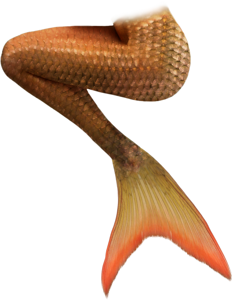 Realistic Mermaid Tail Sitting Clipart (900x1131), Png Download