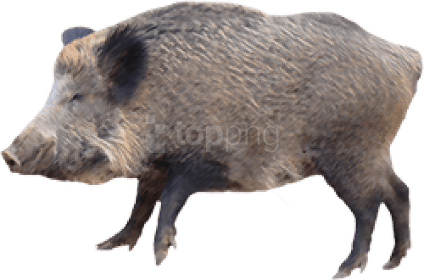 Download Boar Png Images Background - Wild Boar Png Clipart (850x561), Png Download
