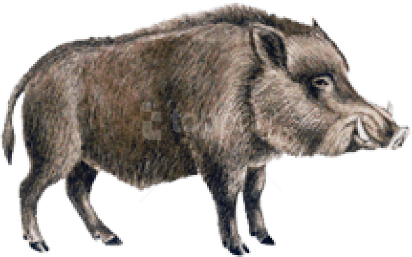 Download Boar Png Images Background - Boar No Background Clipart (850x536), Png Download
