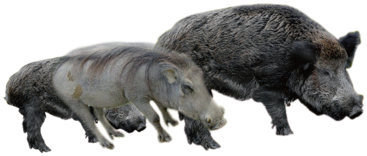 Boar Transparent Images - Punxsutawney Phil Clipart (1500x1500), Png Download