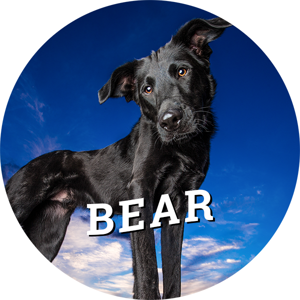 Home-bear - Dog Catches Something Clipart (600x600), Png Download