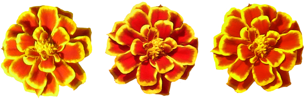 Marigold Flower Toran Png Png Image - Tagetes Patula Clipart (1023x413), Png Download
