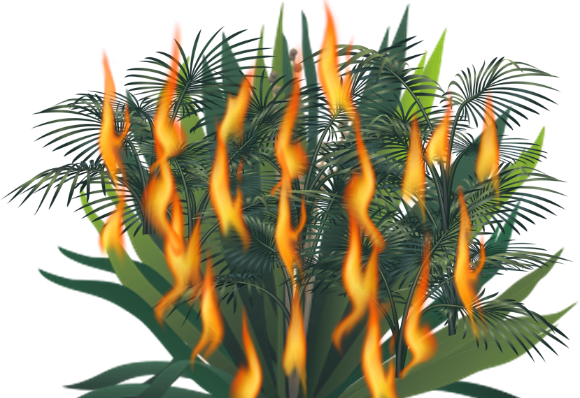 Fire Bush - Tree Clipart (829x570), Png Download