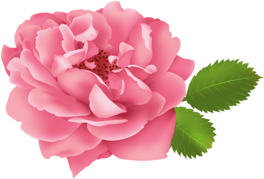 Free Png Download Pink Rose Flower Bush Png Images - Rose Flower Clipart (850x586), Png Download