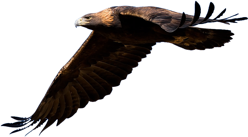 Golden Eagle Flying Transparent Clipart (900x535), Png Download