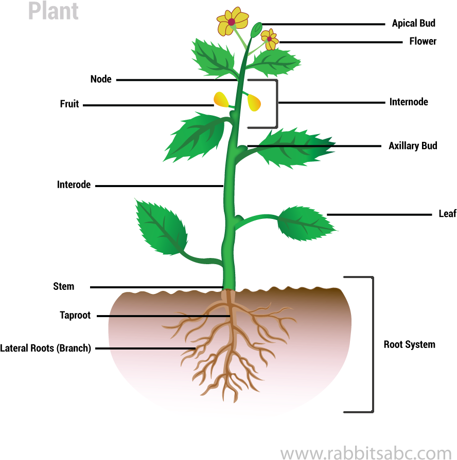 Parts Of A Plant - Plants Clipart (1000x1000), Png Download